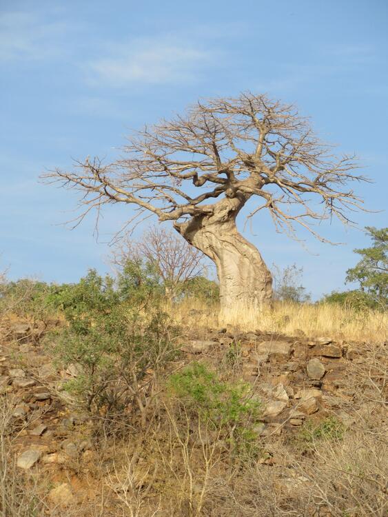 Sitajuwo